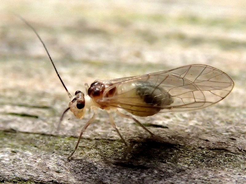 Aphididae? No. Psocottero